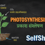 प्रकाश संश्लेषण प्रक्रिया का चित्र (Photosynthesis Process Diagram in Hindi) - Class 10