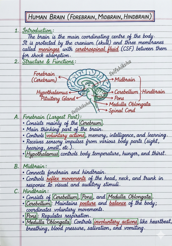 Class 10 Biology Notes PDF (CBSE) | Chapterwise Handwritten Notes
