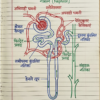 कक्षा 10 बिहार बोर्ड हस्तलिखित Previous Year Subjective Question Answers PDF | Chapter Wise | 2011–2026 | Colourful Notes