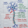 कक्षा 10 बिहार बोर्ड हस्तलिखित Previous Year Subjective Question Answers PDF | Chapter Wise | 2011–2026 | Colourful Notes