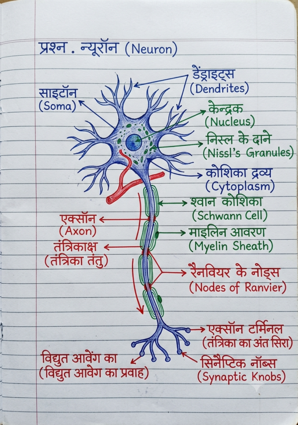 कक्षा 10 बिहार बोर्ड हस्तलिखित Previous Year Subjective Question Answers PDF | Chapter Wise | 2011–2026 | Colourful Notes