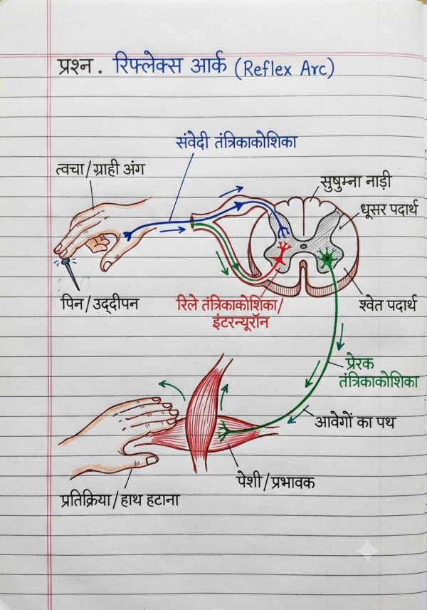 कक्षा 10 बिहार बोर्ड हस्तलिखित Previous Year Subjective Question Answers PDF | Chapter Wise | 2011–2026 | Colourful Notes