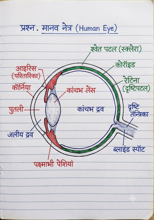 कक्षा 10 बिहार बोर्ड हस्तलिखित Previous Year Subjective Question Answers PDF | Chapter Wise | 2011–2026 | Colourful Notes