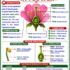 file_00000000081881f784500405a1236317 Class 10 Biology Colourful Notes PDF | CBSE & Bihar Board | Complete NCERT Based Study Notes