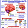 file_0000000019cc8211985ea2f3de42bb0b Class 10 Biology Colourful Notes PDF | CBSE & Bihar Board | Complete NCERT Based Study Notes