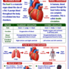 file_0000000022d4821197bc415aa5aa6c50 Class 10 Biology Colourful Notes PDF | CBSE & Bihar Board | Complete NCERT Based Study Notes