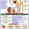 file_0000000038c88211994677fa4cd4d7cc Class 10 Biology Colourful Notes PDF | CBSE & Bihar Board | Complete NCERT Based Study Notes