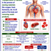 file_00000000409482088ce2cde63c68b20d Class 10 Biology Colourful Notes PDF | CBSE & Bihar Board | Complete NCERT Based Study Notes