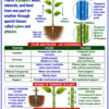 file_000000006ea482088aa2f69ef6b1bd0c Class 10 Biology Colourful Notes PDF | CBSE & Bihar Board | Complete NCERT Based Study Notes