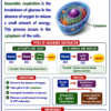 file_0000000080ec8211a46072d7ae0bf85e Class 10 Biology Colourful Notes PDF | CBSE & Bihar Board | Complete NCERT Based Study Notes