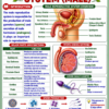 file_0000000080f0820b921d83c834028da1 Class 10 Biology Colourful Notes PDF | CBSE & Bihar Board | Complete NCERT Based Study Notes