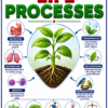file_00000000cc1082119fcc9acb5ee0443b Class 10 Biology Colourful Notes PDF | CBSE & Bihar Board | Complete NCERT Based Study Notes