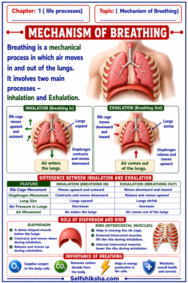 file_00000000d384821194085d7a7cc5a2ae Class 10 Biology Colourful Notes PDF | CBSE & Bihar Board | Complete NCERT Based Study Notes