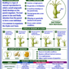 file_00000000db0c8211ae28d88dd0a0a398 Class 10 Biology Colourful Notes PDF | CBSE & Bihar Board | Complete NCERT Based Study Notes