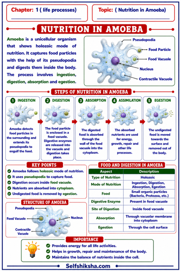 file_00000000f18081faa011f2750d8fb666 Class 10 Biology Colourful Notes PDF | CBSE & Bihar Board | Complete NCERT Based Study Notes
